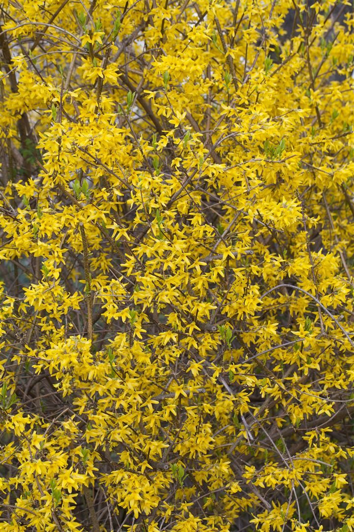 Pflanzen für Dich Gehölze Forsythia Lynwood, 1 St., Forsythie, Goldglöckchen, Goldflieder