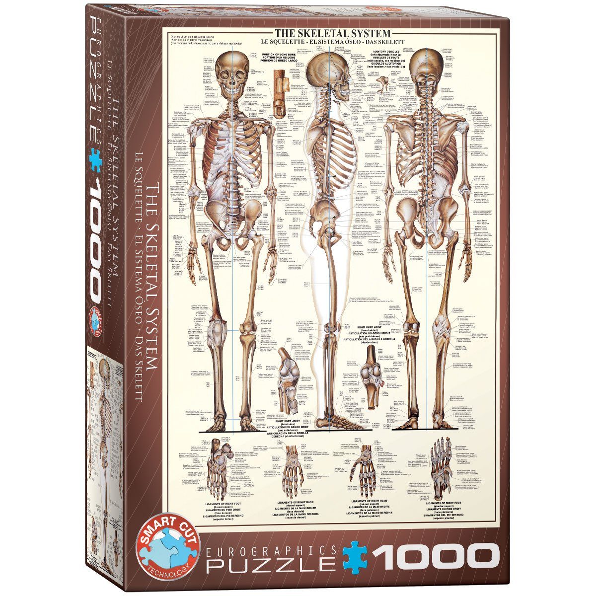 1000 EUROGRAPHICS Skelett, Puzzle Puzzleteile Das
