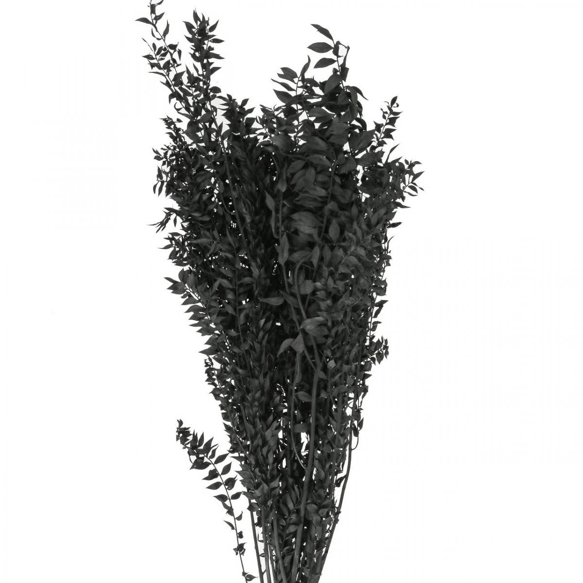 Trockenblume Ruscus Dekozweige Trockenstrauß für stilvolle Arrangements, Florists Products, Höhe 1 cm