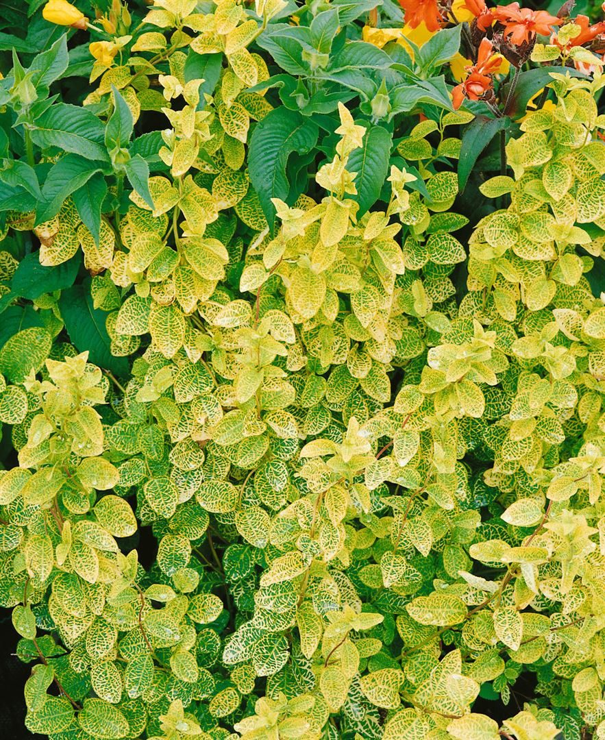 Pflanzen für Dich Kletterpflanze Lonicera japonica Aureoreticulata, 1 St., Japanisches Geißblatt, Goldgeflecktes Geißblatt, gelbgrün, kletterpflanze