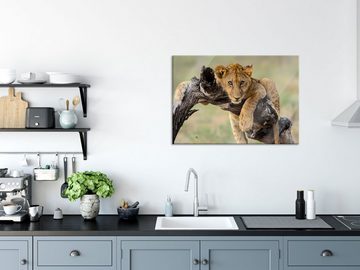 Pixxprint Glasbild Junger Löwe in der Natur, Junger Löwe in der Natur (1 St), Glasbild aus Echtglas, inkl. Aufhängungen und Abstandshalter