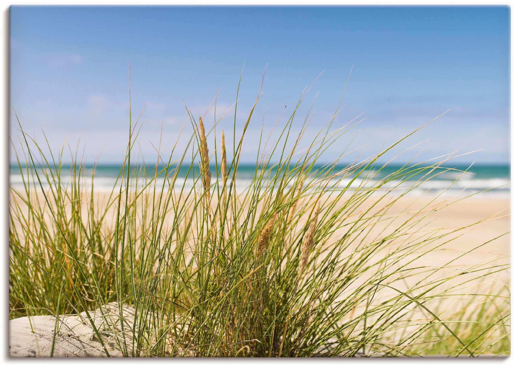 Artland Wandbild Dünengras, Strand (1 St), als Leinwandbild, Poster in verschied. Größen