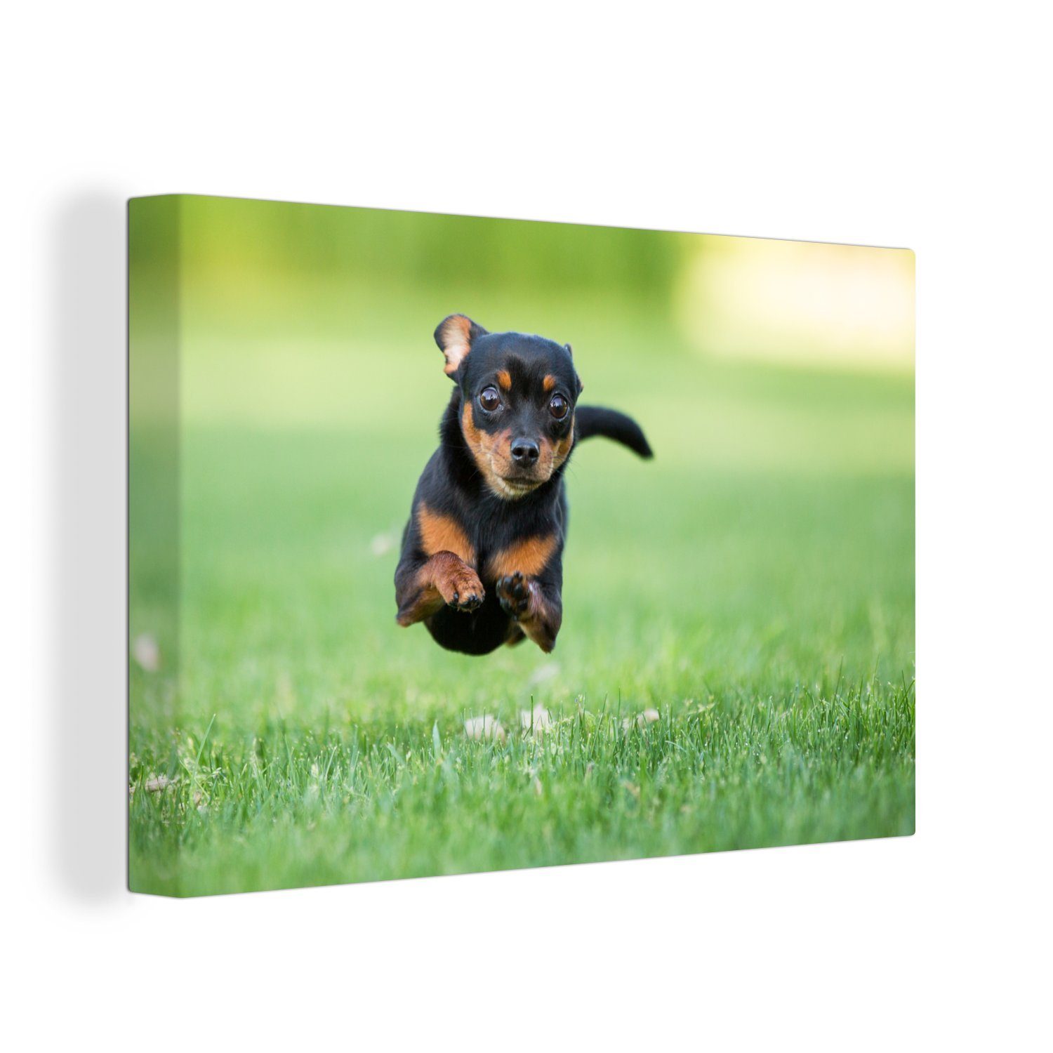 St), Chihuahua Aufhängefertig, hüpft (1 Leinwandbild Wanddeko, 30x20 Wandbild Ein durchs Gras, cm Leinwandbilder, OneMillionCanvasses®