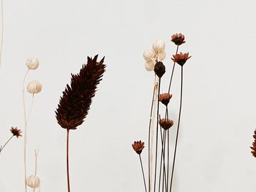 Trockenblume FlowerBar® “GOLD RICHTIG” mit Wandhalterung, FlowerBar by Trockenblumen-Manufaktur