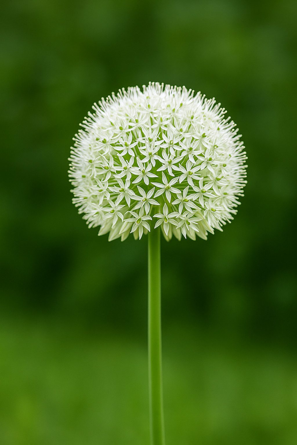Exotenherz Blumenzwiebeln Exotenherz Blumenzwiebeln - Zierlauch Allium Allium White Giant (5 St), (5-St)