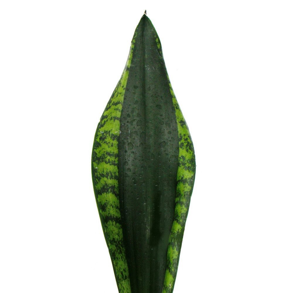 Exotenherz Zimmerpflanze Sansevieria trifasciata Silver Flame Bogenhanf 12cm Topf