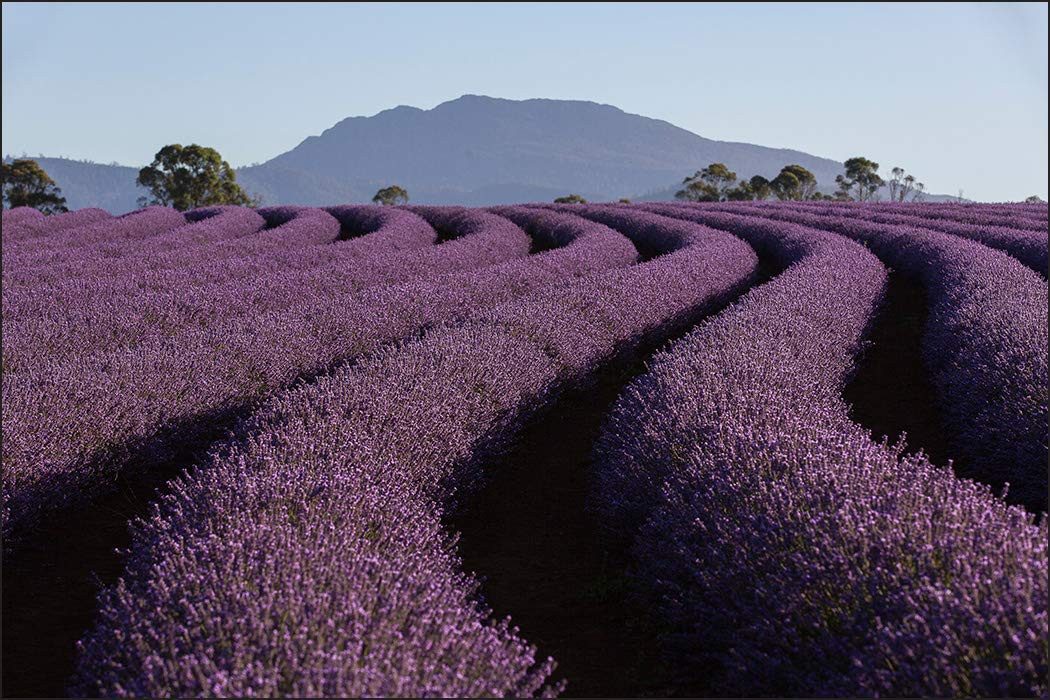Muralo Fototapete Blumen – Fototapete Wandtapete Vlies Wanddeko Wohnzimmer, floral, Landschaft – Berge – Himmel, 90 x 60 cm, Vlies