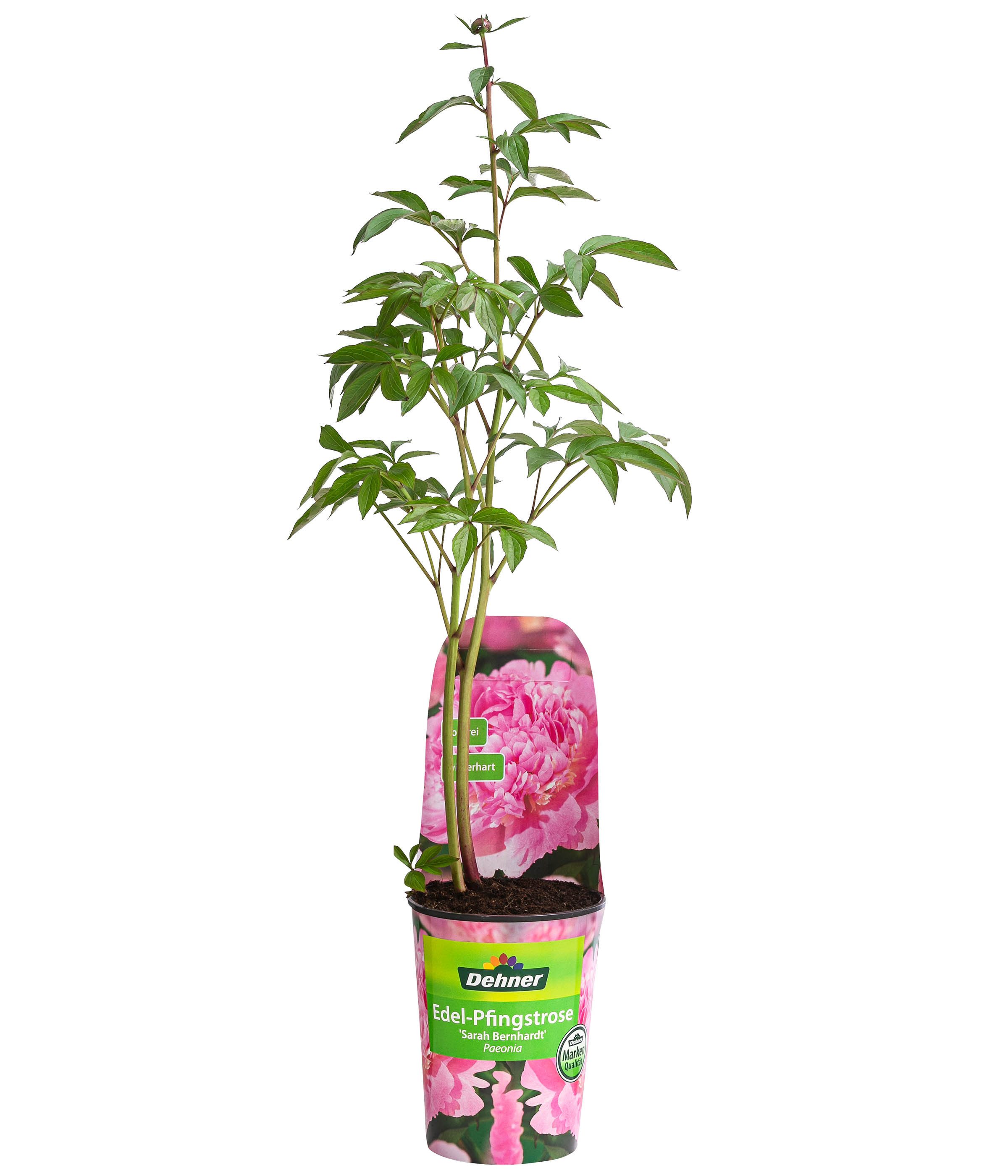 Dehner Staude Edel-Pfingstrose, gefüllte / duftende Blüten, 20-30 cm, 2 l Topf