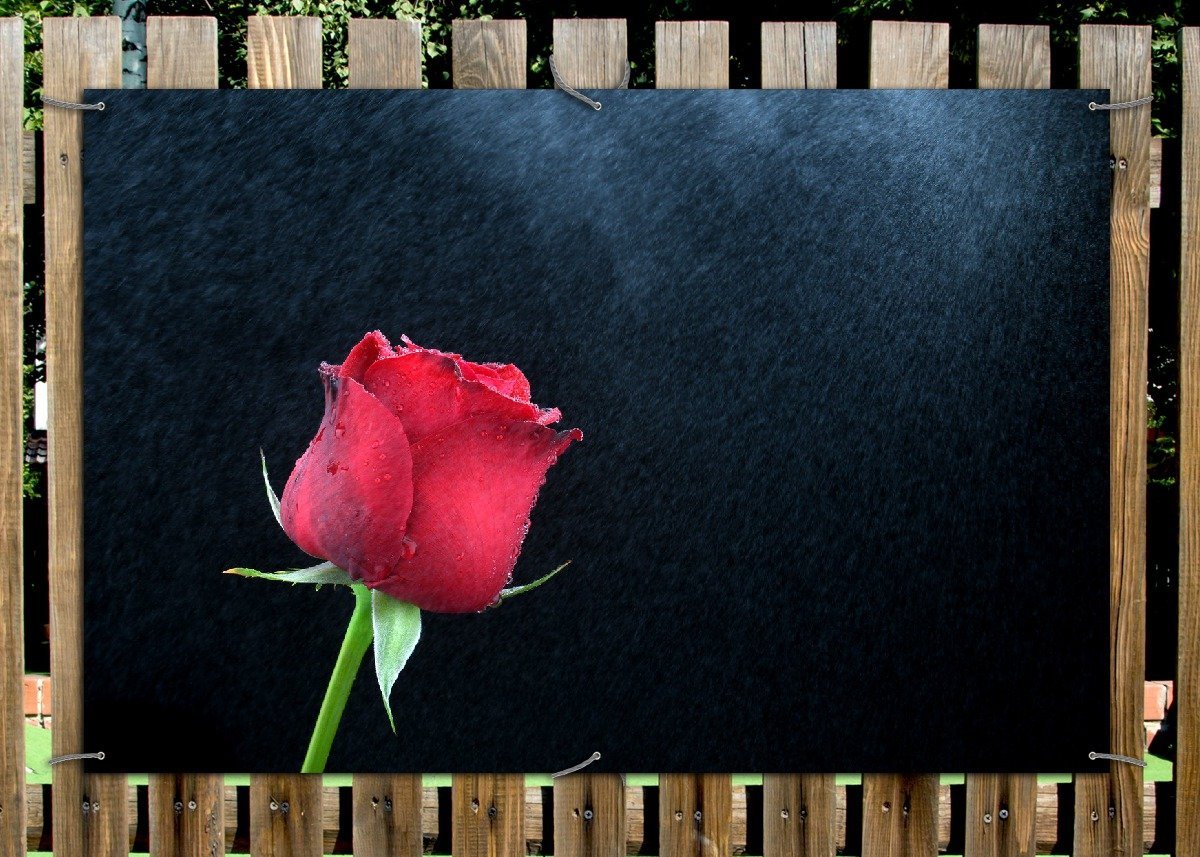 Thumbnail - Wallario Sichtschutzzaunmatten Rose vor dunklem Hintergrund
