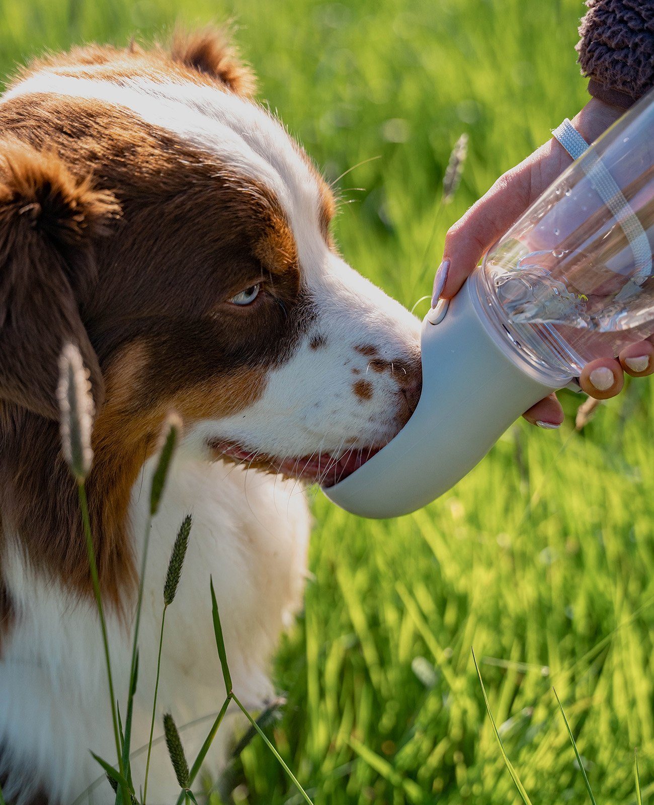 lionto Wasserspender für Hunde auf Spaziergängen & Reisen 0.5 l, Trinkflasche auslaufsicher, leicht & hygienisch