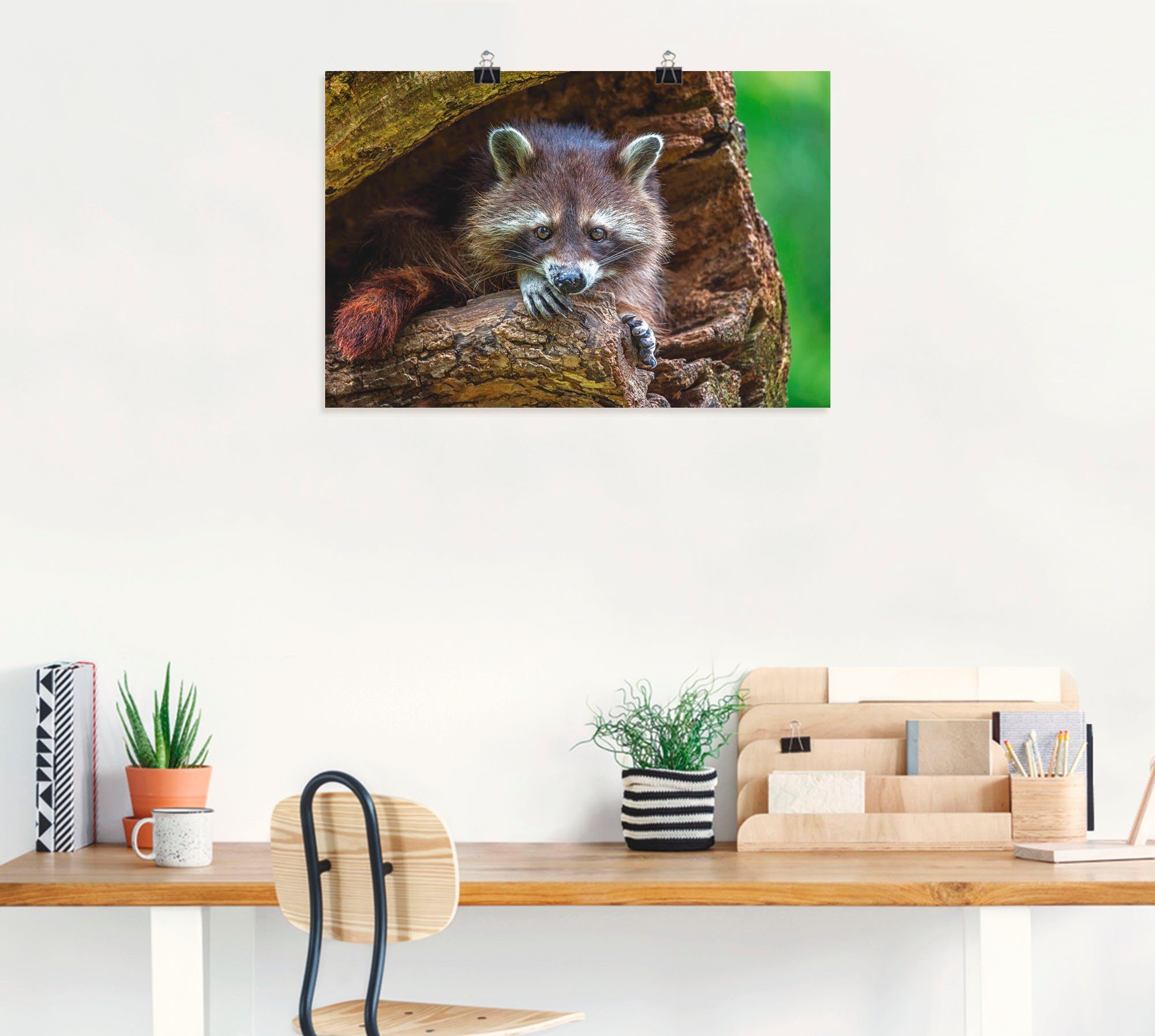 Artland St), Poster Leinwandbild, Wildtiere Alubild, versch. Wandaufkleber Waschbär, oder Wandbild in als Größen (1