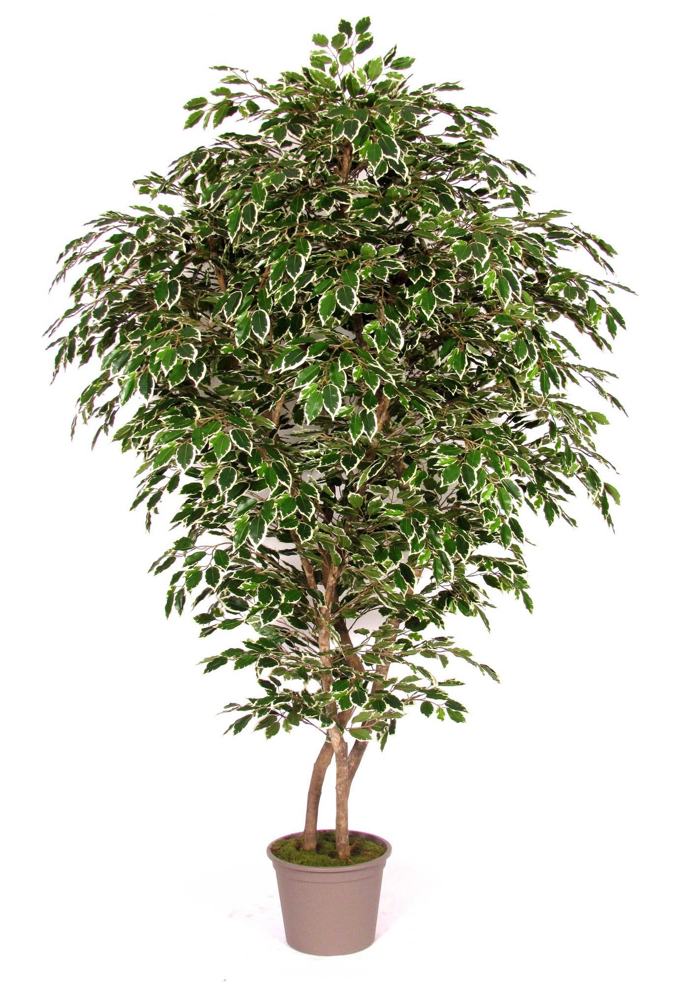 Kunstbaum Kunststoff Birkenfeige NEVANTA, Echtstämme, grün-weiß, 250cm Ficus (Ficus benjamini), artplants, Höhe 250.0 cm