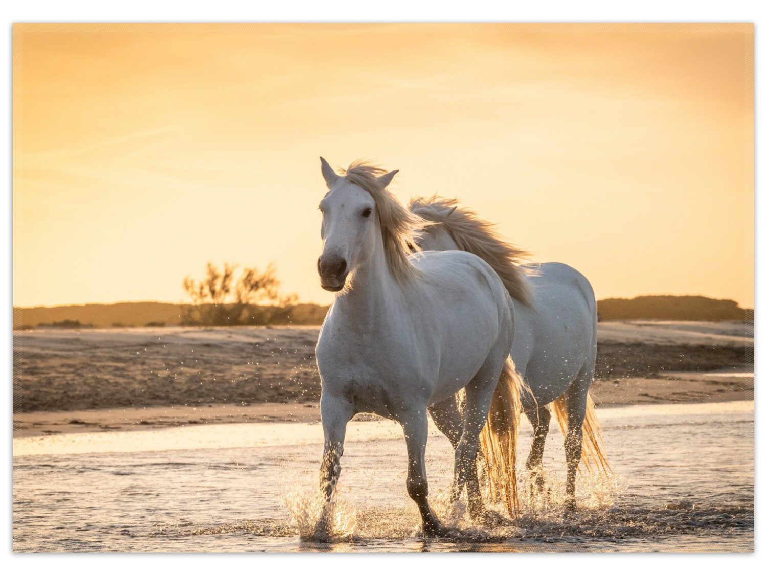 Wallario Teppich Pferde im Abendlicht, rechteckig, rutschfest