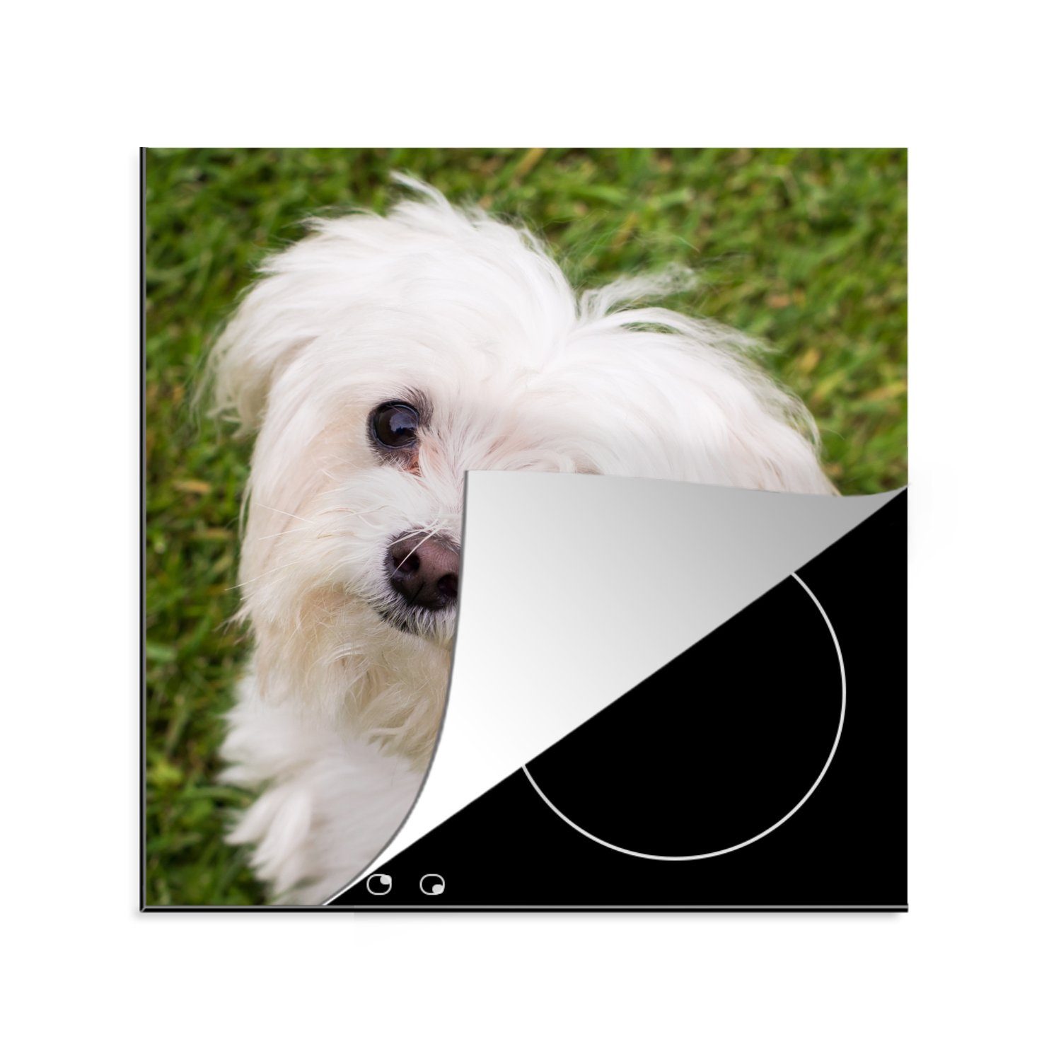 MuchoWow Herdblende-/Abdeckplatte Malteserhund schaut auf, Vinyl, (1 tlg), 78x78 cm, Ceranfeldabdeckung, Arbeitsplatte für küche