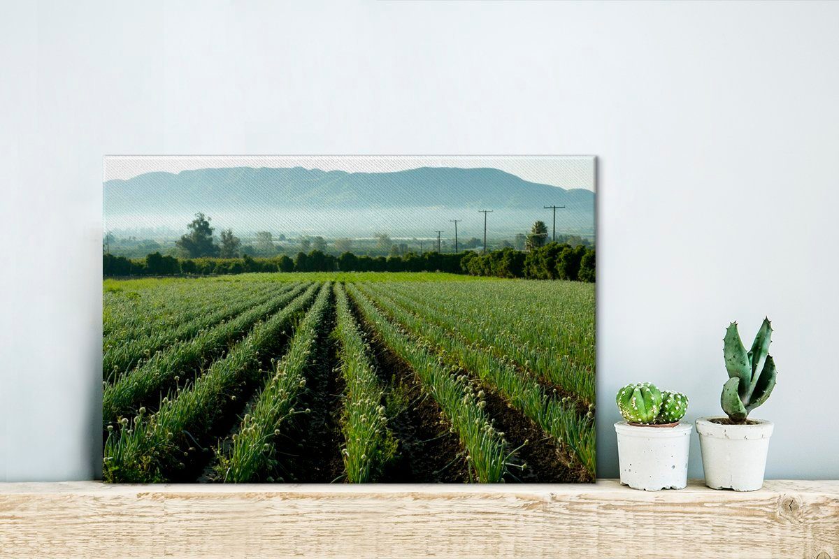 OneMillionCanvasses® Leinwandbild Zwiebeln die Wandbild 30x20 auf Leinwandbilder, mit Wanddeko, cm St), Blick dem auf Feld Aufhängefertig, (1 Berge