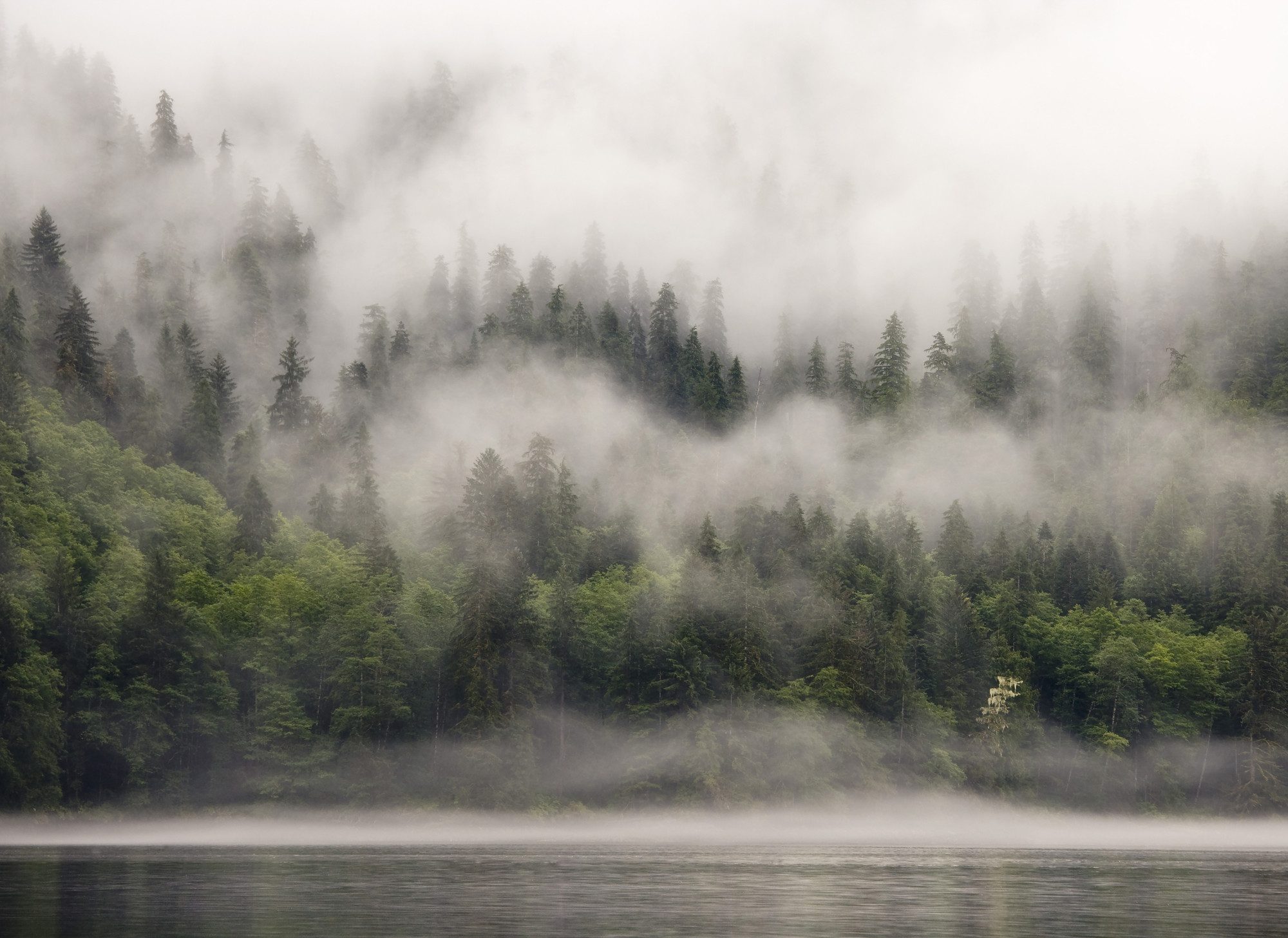 A.S. Création Vliestapete Fototapete Wald im Nebel Grün Grau Naturmotiv, strukturiert, matt, (1 St)