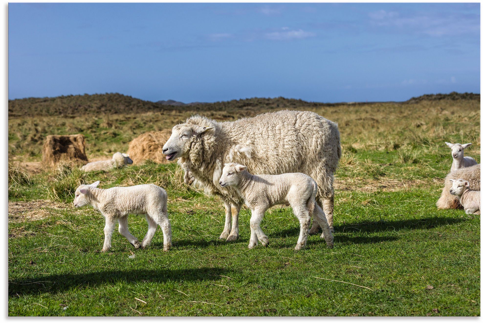 Artland Wandbild Schafe im Naturschutzgebiet Ellenbogen, Küstenbilder (1 St), als Alubild, Leinwandbild, Wandaufkleber oder Poster in versch. Größen