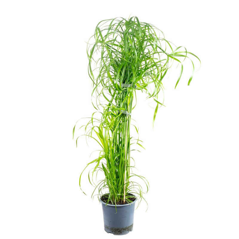 Flowerbox Blumentopf »bepflanzt mit Zimmerpflanze Zyperngras - Cyperus alternifolius - Höhe ca. 60 cm, Topf-Ø 14 cm«
