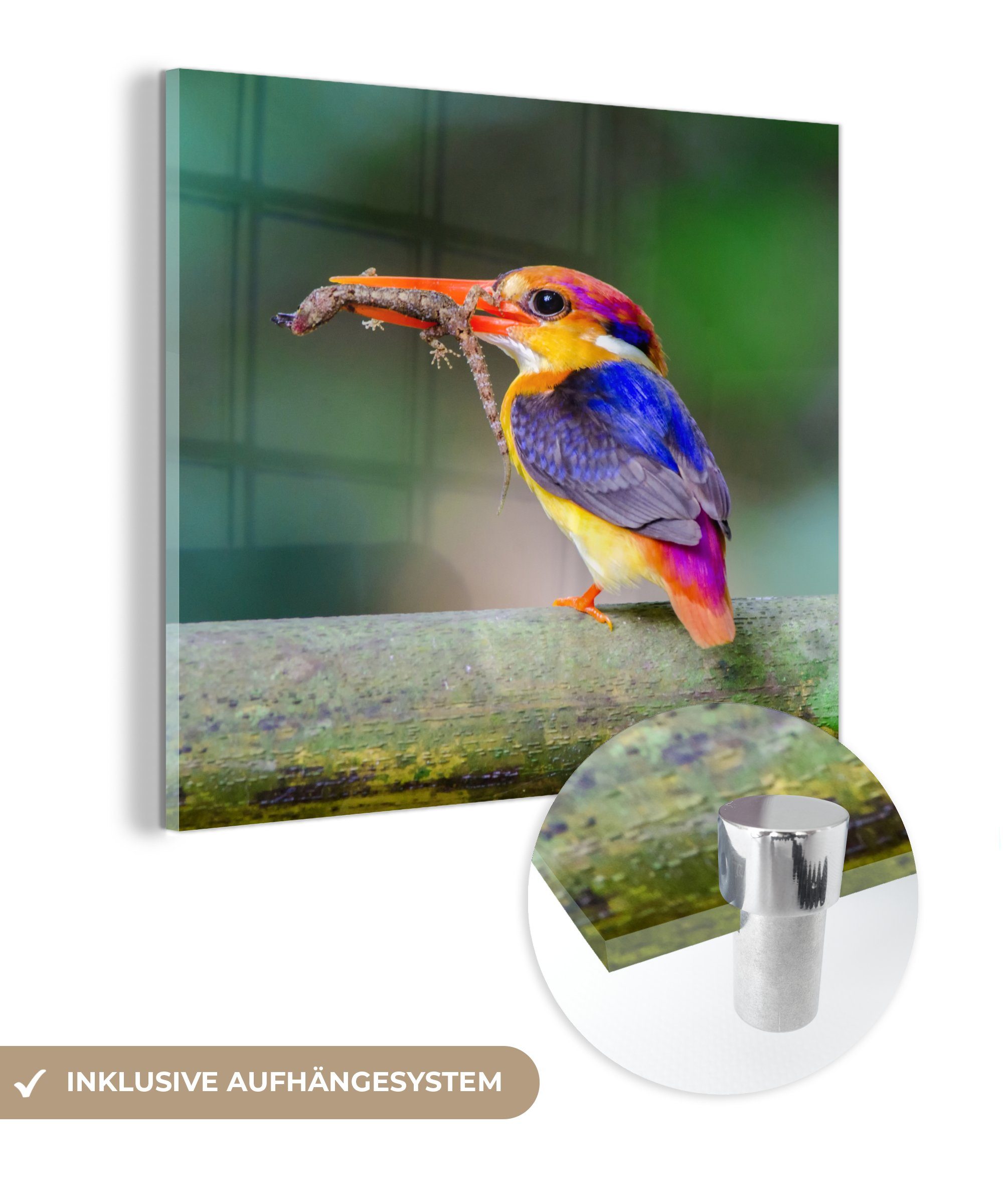 auf MuchoWow Eisvogel - Wandbild Foto - Acrylglasbild Zweig, - Bilder St), auf Wanddekoration Glas Salamander - - Glas (1 Glasbilder