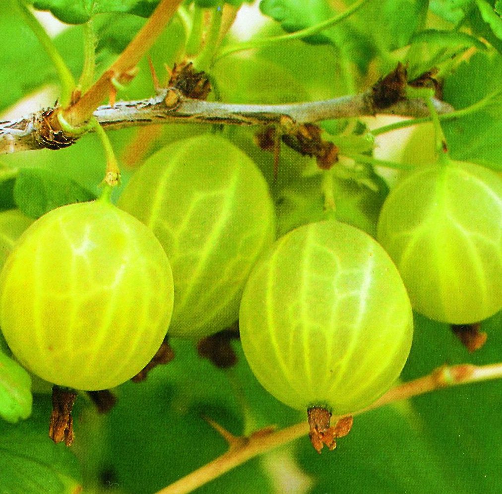 Garten von Ehren Obstpflanze Ribes uva-crispa Hinnonmäki gelb Containerware 40-60 cm hoch