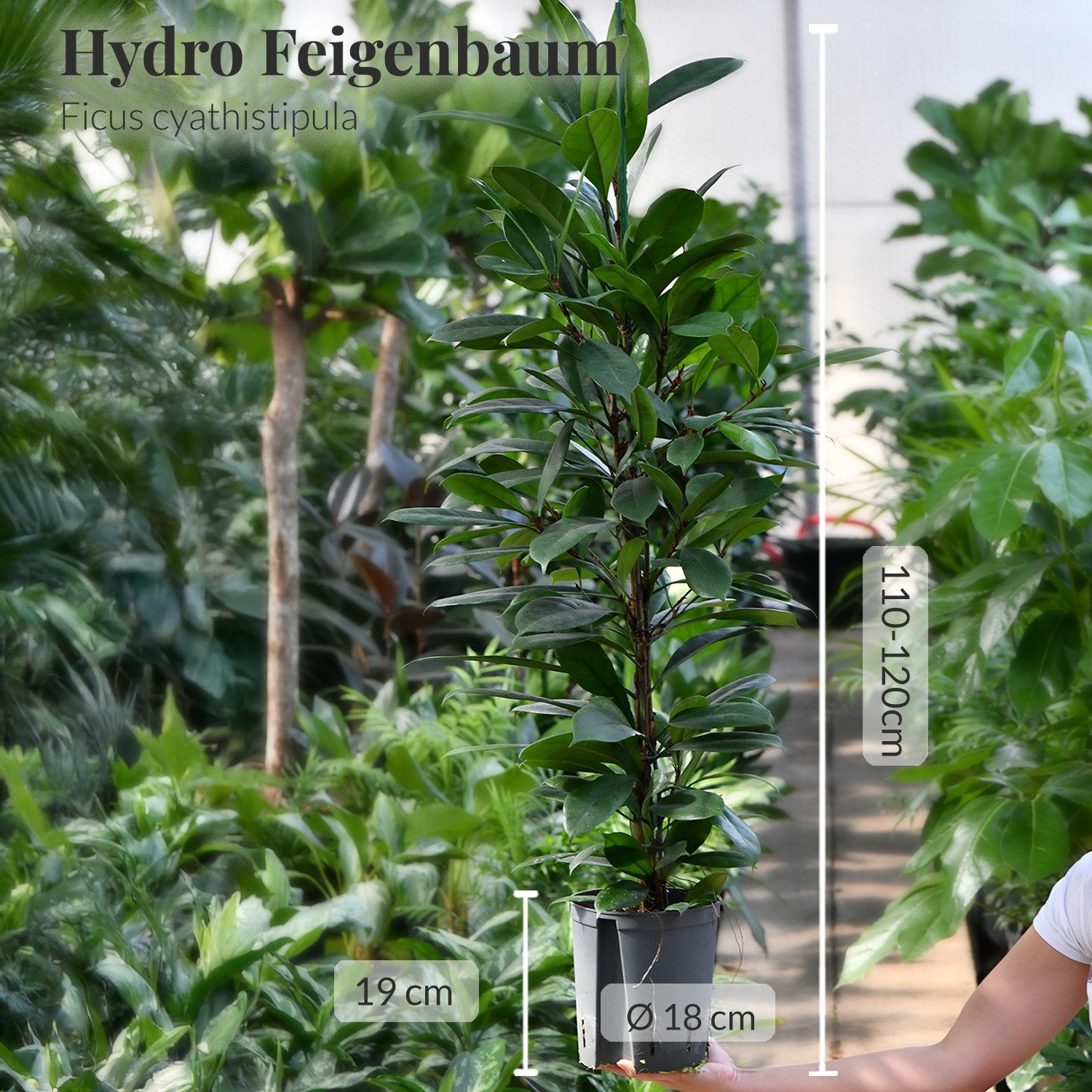 Green Me Up Zimmerpflanze Büropflanzen Afrikanischer Feigenbaum - Ficus cyathistipula, inkl. 10L Blähton, Wasserstandsanzeiger & Langzeitdünger