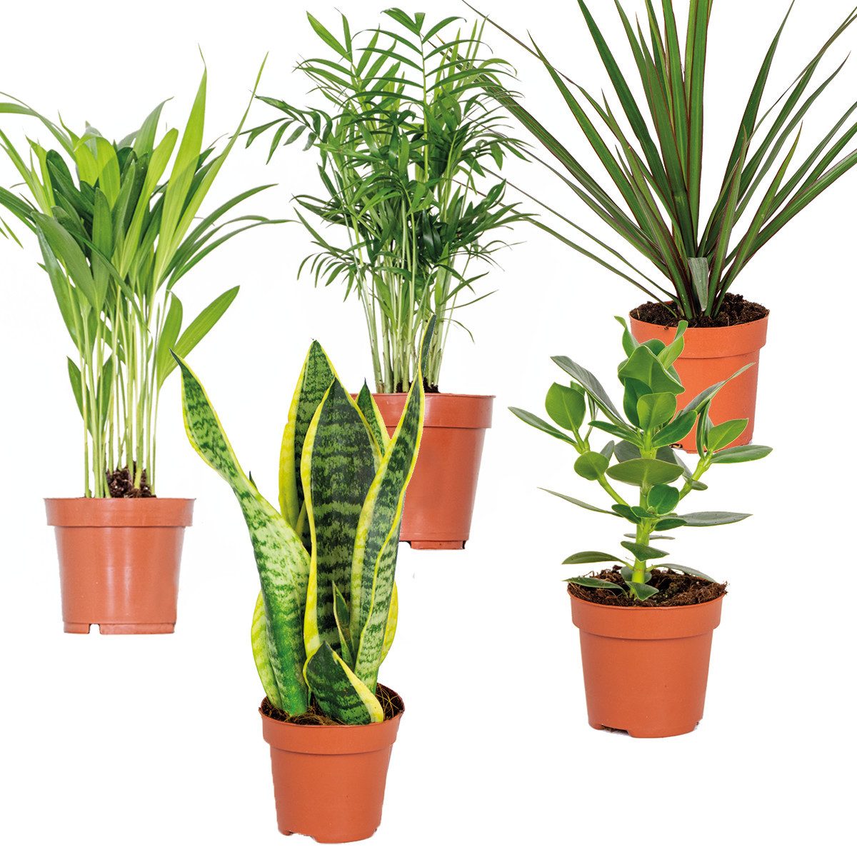 Bloomique Zimmerpflanze Bloomique - 5er-Mix - Pflegeleichte Pflanzenmischung - Chamaedorea, Sa, 5 St.