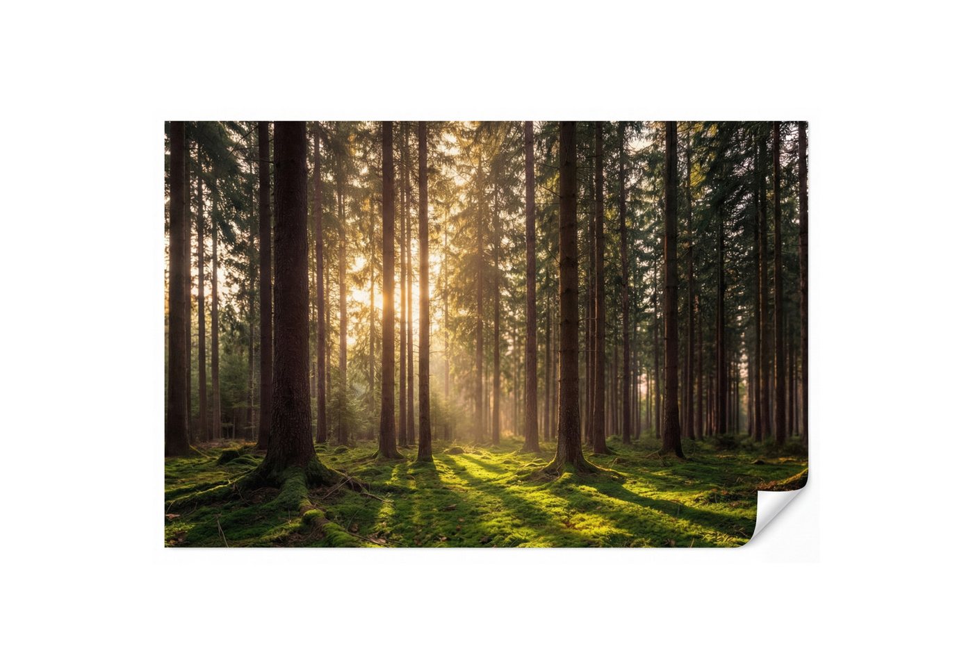OnlyWow Fototapete Wald - Gras - Sonnenlicht, Matt, bedruckt, Wohnzimmer, Modern, Wanddekoration, Vliestapete 100x70cm