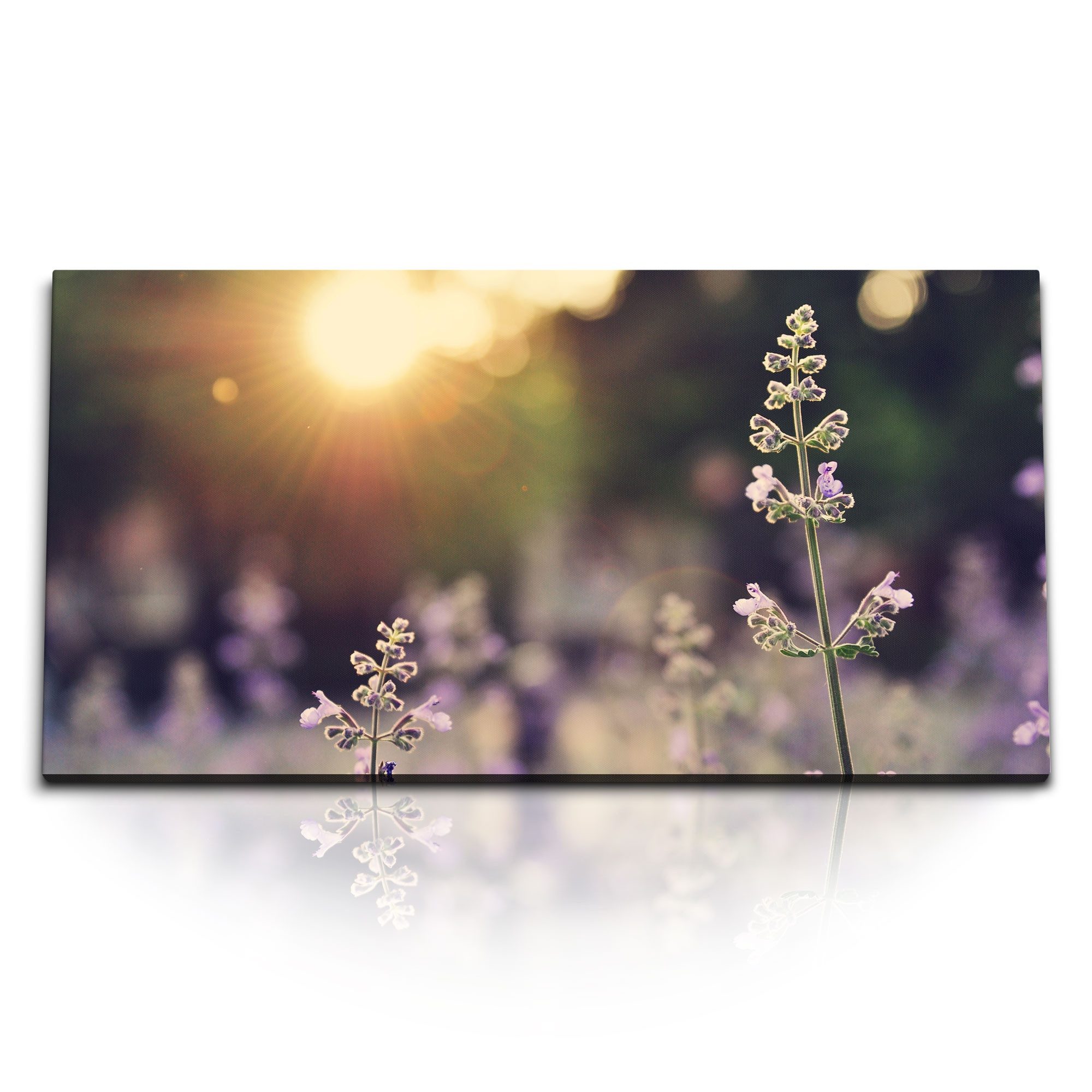 Leinwandbild Kunstdruck Bilder 120x60cm Sonnenuntergang Pflanzen Wildgewächs Natur