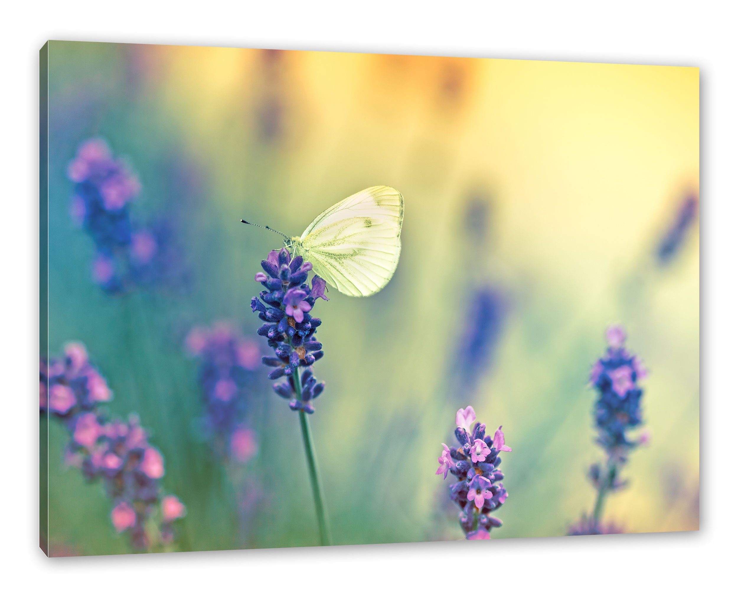 auf Leinwandbild auf (1 Schmetterling Leinwandbild Schmetterling fertig Lavendel bespannt, St), Pixxprint Lavendel, Zackenaufhänger inkl.