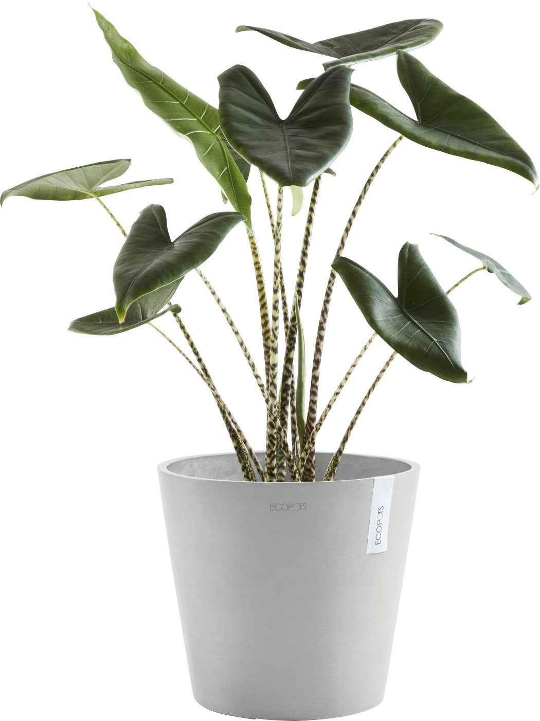 ECOPOTS Blumentopf White cm, AMSTERDAM mit BxTxH: Wasserreservoir 40x40x35 Grey