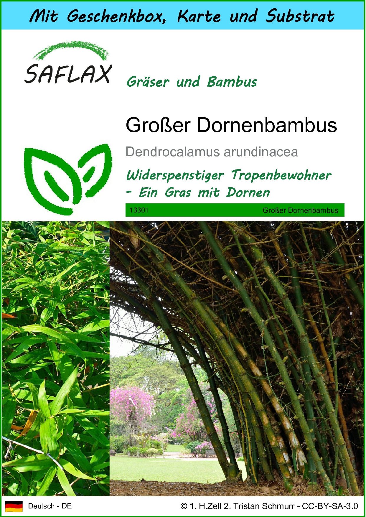 SAFLAX Blumensamen SAFLAX - Geschenkset - Großer Dornenbambus