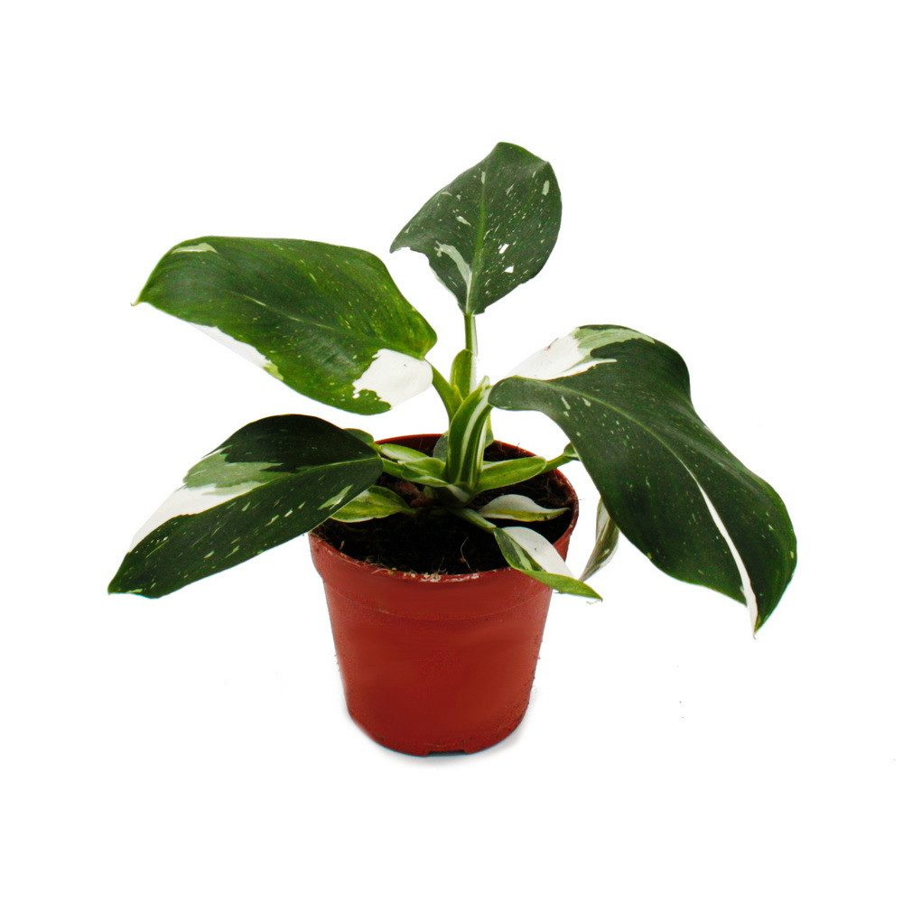 Exotenherz Zimmerpflanze Philodendron White Princess - weiß-grüner Baumfreund - 12cm Topf