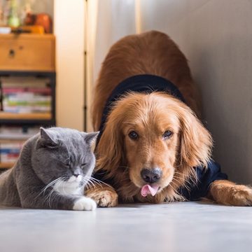 Fivejoy Fellbürste Haustierkamm für Hunde und Katzen offener Knotenkamm, (Unterhaarbürste Kleiner Hund Langhaarpflege)