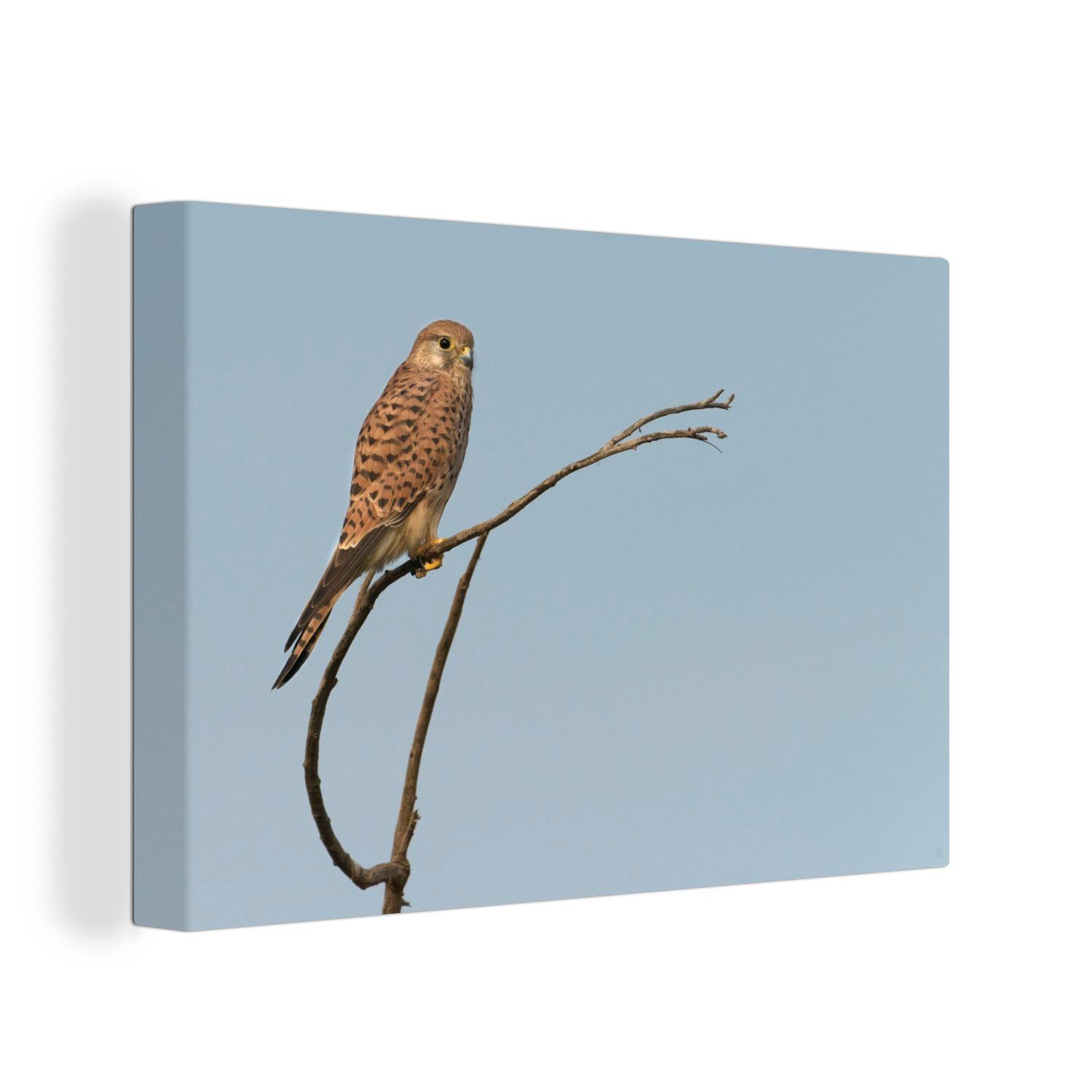 OneMillionCanvasses® Leinwandbild Vogel - Zweig - Braun, (1 St), Wandbild Leinwandbilder, Aufhängefertig, Wanddeko, 30x20 cm