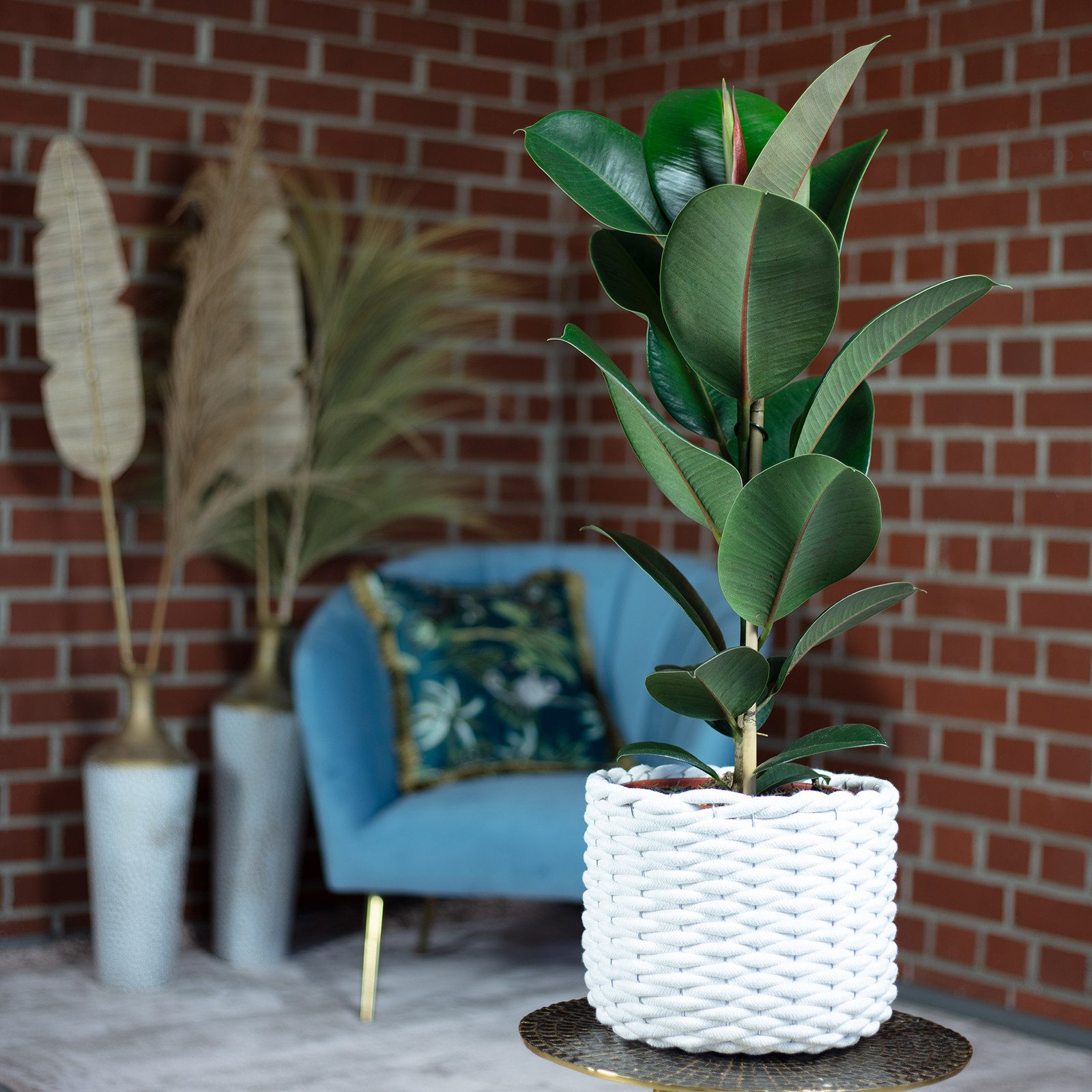 Flowerbox Zimmerpflanze Gummibaum - Ficus elastica "Robusta", - Höhe ca. 70 cm, Topf-Ø 21 cm