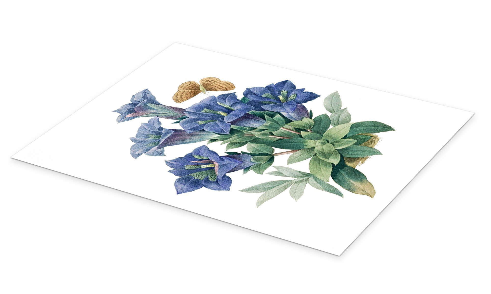 Posterlounge Wandbild Kochscher Enzian (Gentiana acaulis), günstig online kaufen