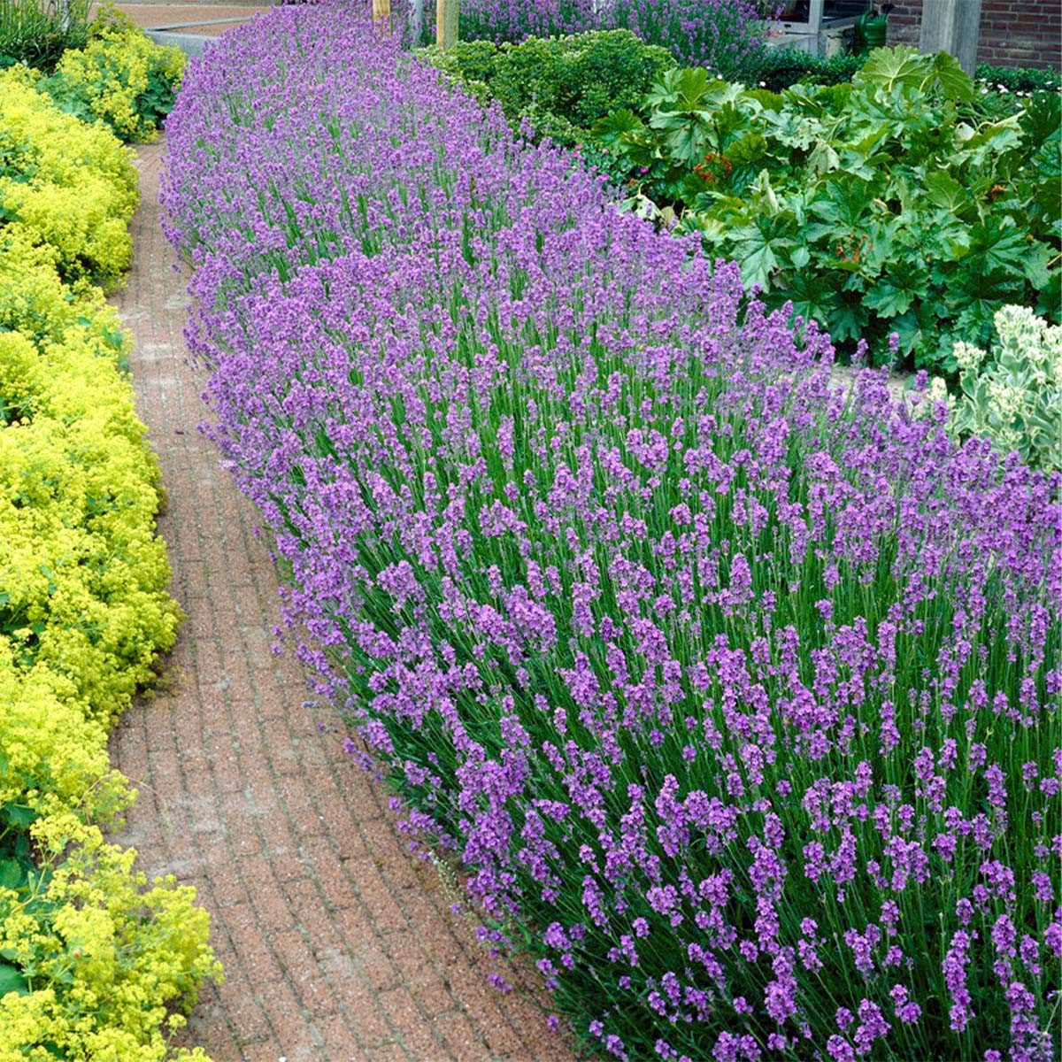 Bloomique Beetpflanze Bloomique - 12er Set - Lavandula Angustifolia - Lavendel Pflanze Winte, 12 St.