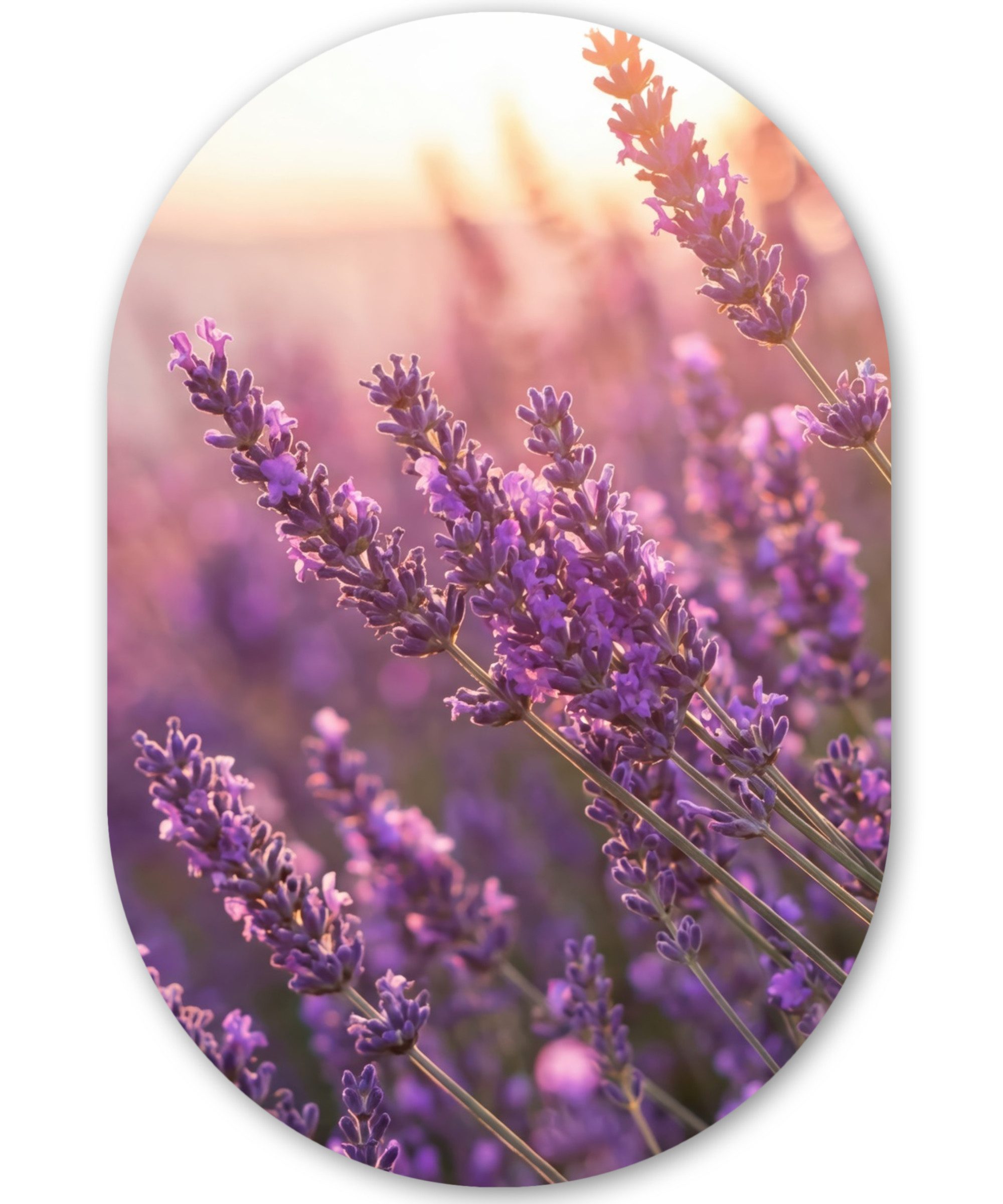 MuchoWow Gemälde Lavendel - Lila - Sonnenlicht, Fotodruck (1 St), Wandbild Oval, Wohnzimmer oder Schlafzimmer Wanddekoration, 40x60 cm