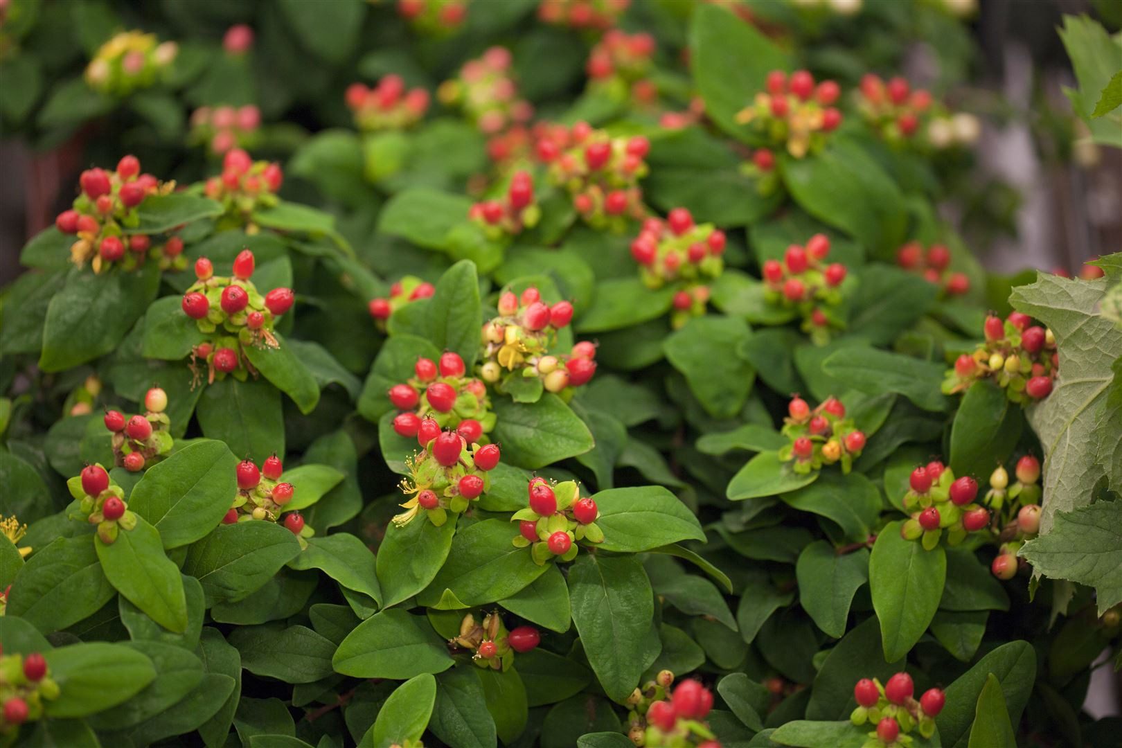 Pflanzen für Dich Staude Hypericum andros., 1 St., Mannsschild, Johanniskraut, Tüpfeljohanniskraut