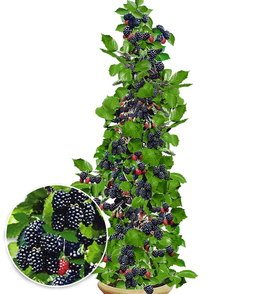 BALDUR Garten Obstpflanze Säulen-Brombeere Navaho® 'Big&Early', 2 St., Selbstbefruchtend, ertragreich, pflegeleicht