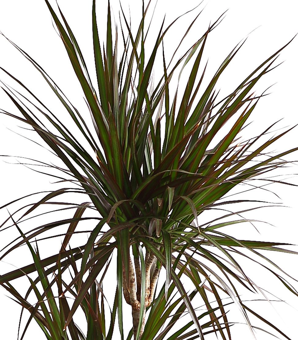Dehner Zimmerpflanze Drachenbaum Magenta, Dracaena marginata, mehrstämmig, günstig online kaufen