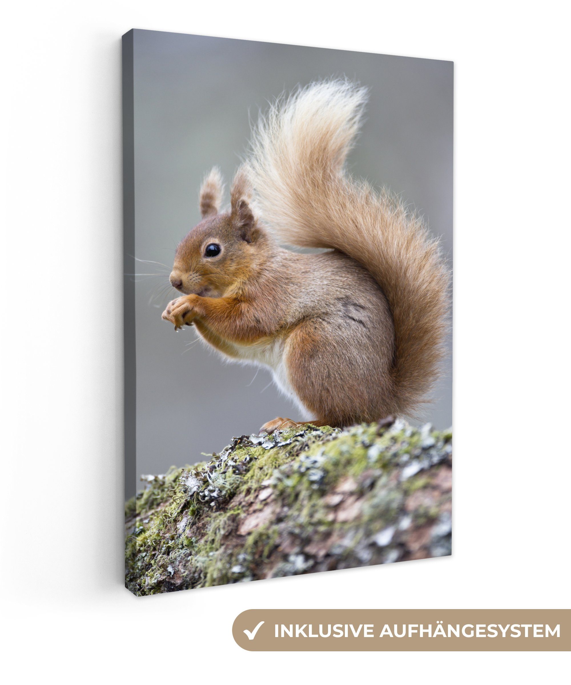 OneMillionCanvasses® Leinwandbild Weibliches rotes Eichhörnchen, (1 St), Leinwandbild fertig bespannt inkl. Zackenaufhänger, Gemälde, 20x30 cm