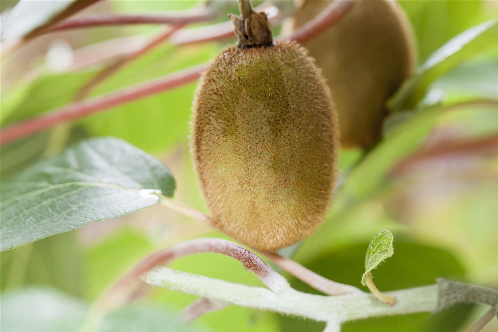Pflanzen für Dich Obstpflanze Actinidia chinensis Hayward, 1 St., Kiwi, Kiwipflanze, Kiwistrauch, großfrüchtig, vitaminreich