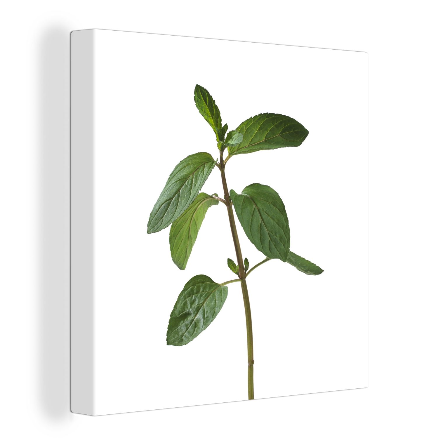 einer Leinwand Ein Minzpflanze, Schlafzimmer Leinwandbild OneMillionCanvasses® Wohnzimmer St), Zweig einsamer (1 für Bilder