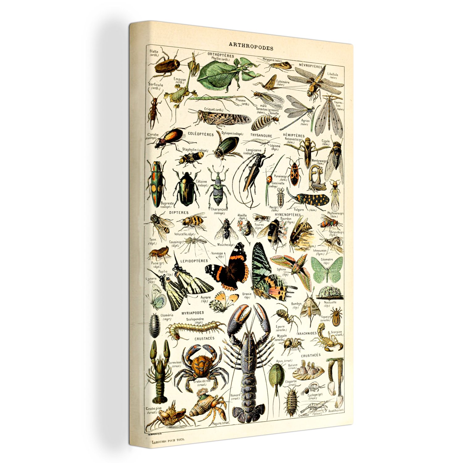 (1 Gemälde, - Leinwandbild Adolphe fertig Tiere inkl. Insekten cm - - - Vintage bespannt Leinwandbild St), Kunst, 20x30 Zackenaufhänger, Millot OneMillionCanvasses®