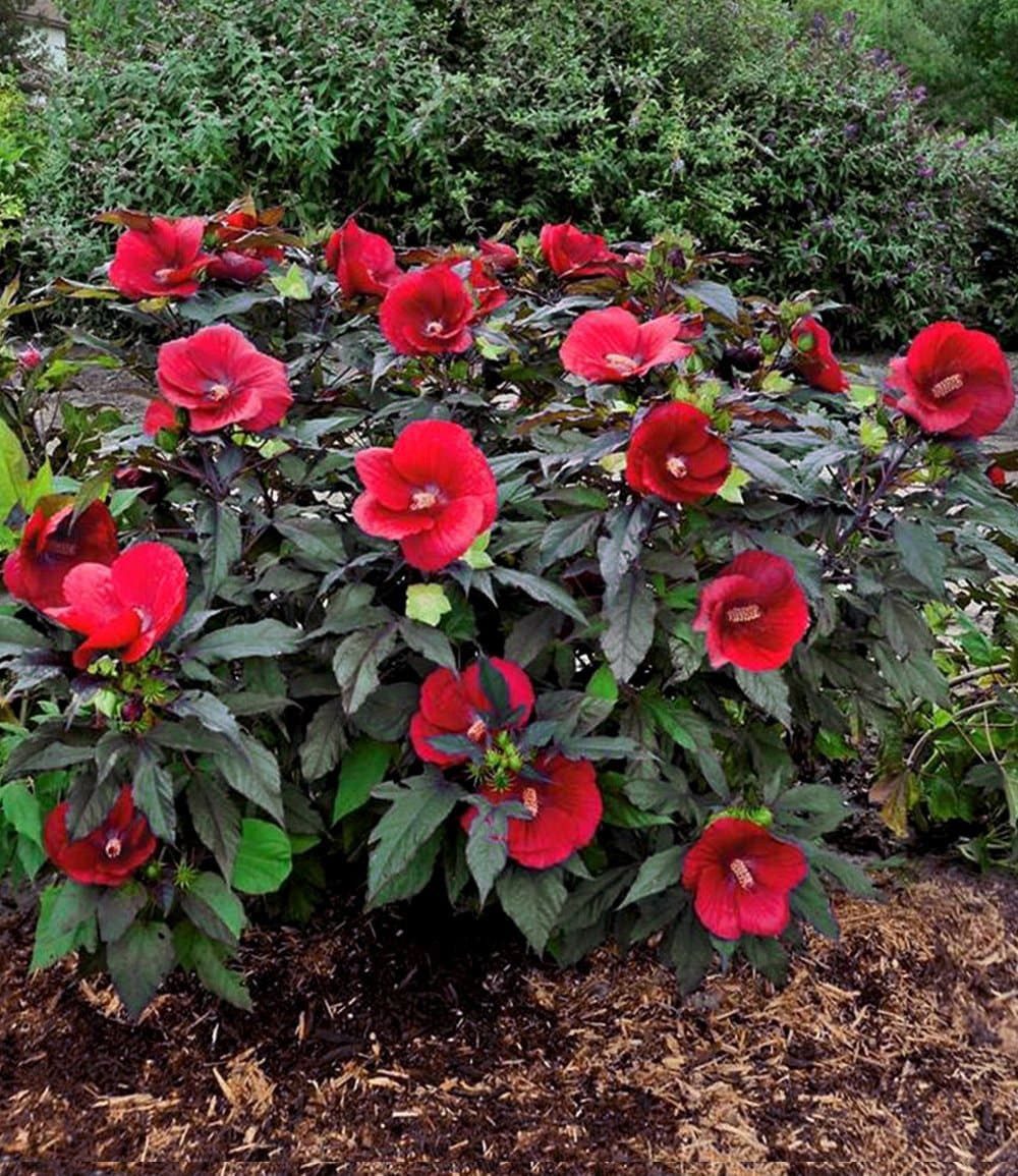 BALDUR Garten Zierstrauch Winterharter Hibiskus