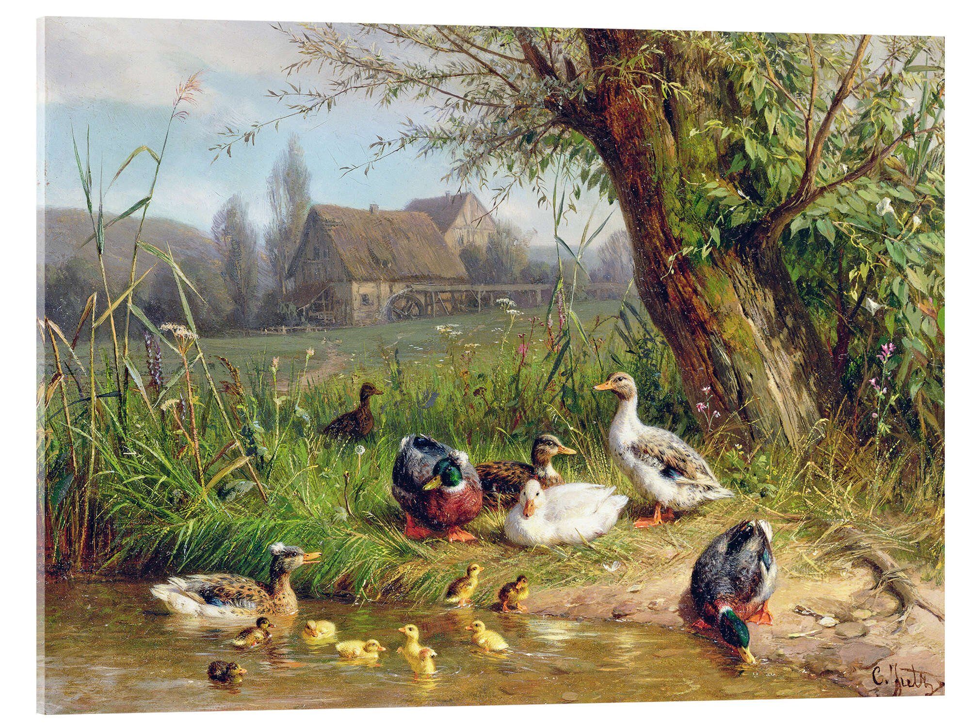 Posterlounge Wandbild Mallard Enten mit ihren Entenküken, Carl Jutz, erhältlich als Poster, Leinwandbild, Wandsticker oder Acrylglasbild
