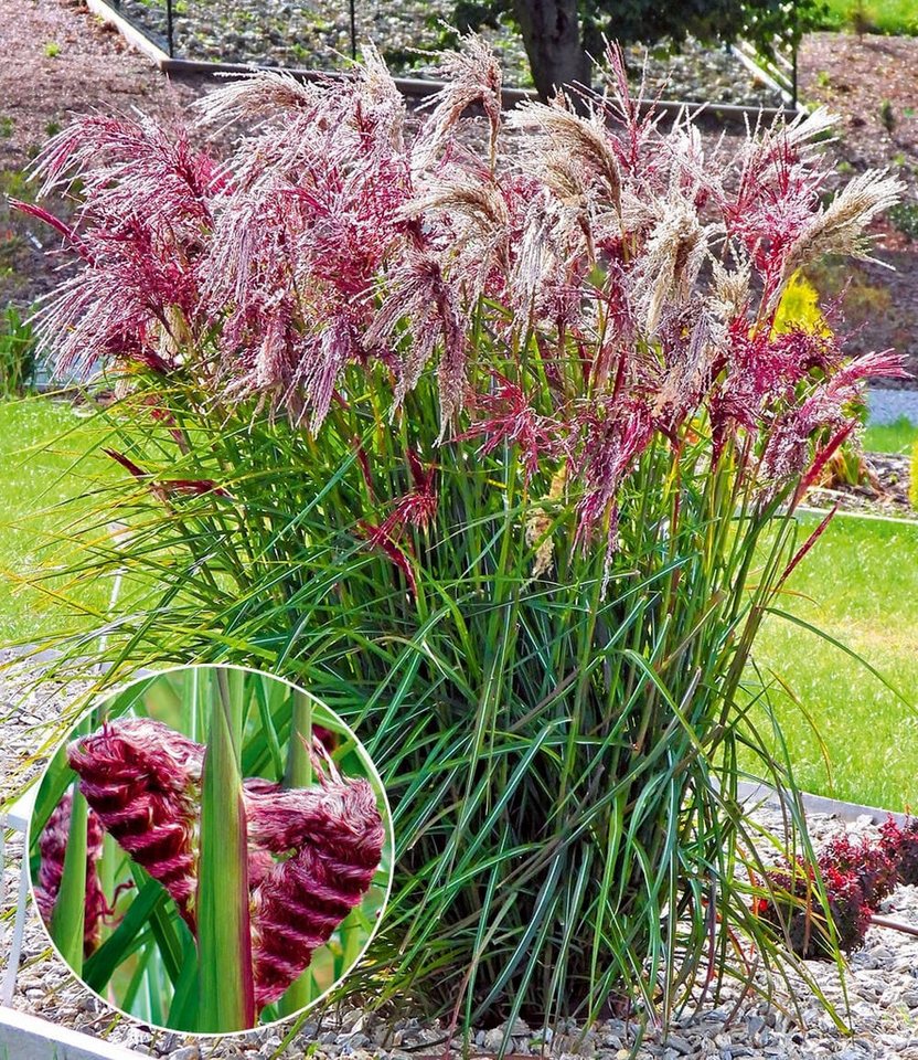 BALDUR Garten Gräser Miscanthus 'Boucle®', 5 St., Herbstfärbung,winterhart, mehrjährig, pflegeleicht