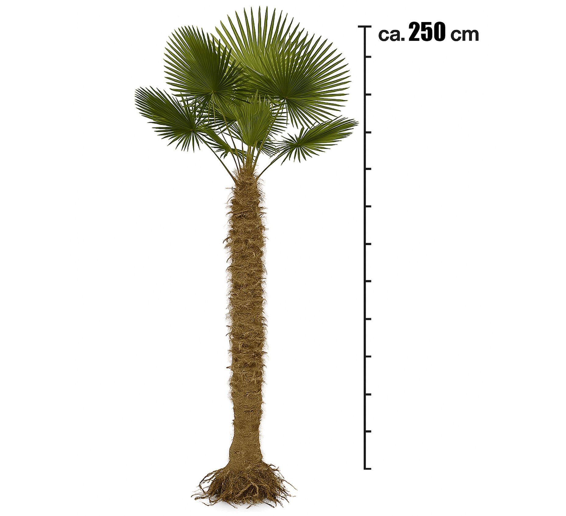 Palms-Store Baum Palme Trachycarpus Fortunei ca. 250 cm Höhe Winterhart –19 °C, Lieferung im kräftigen Wurzelballen, sofort pflanzbereit