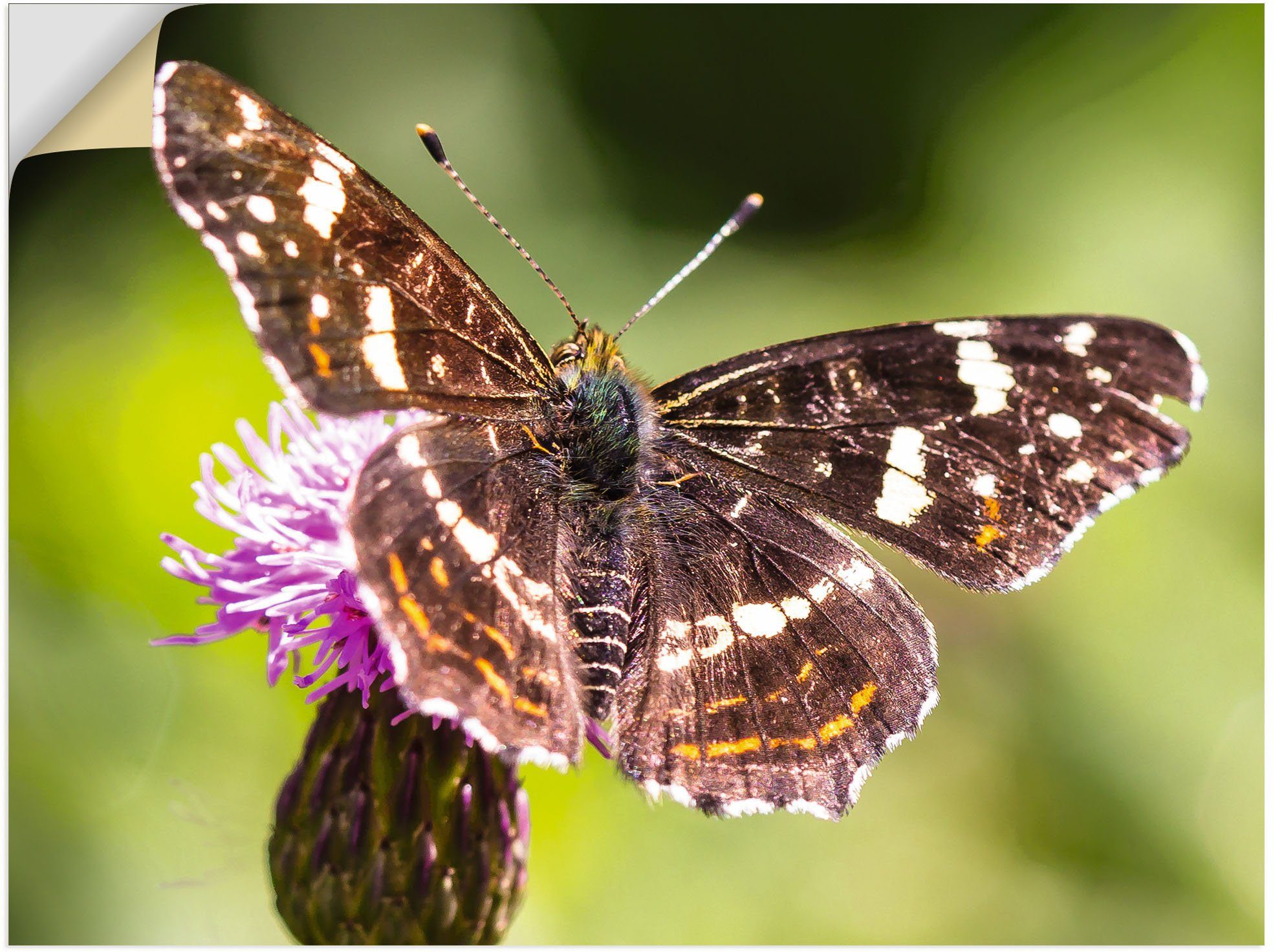 oder (1 Sommer, in Wandaufkleber Schmetterlinge Größen Poster Leinwandbild, Wandbild St), Artland Alubild, als versch.